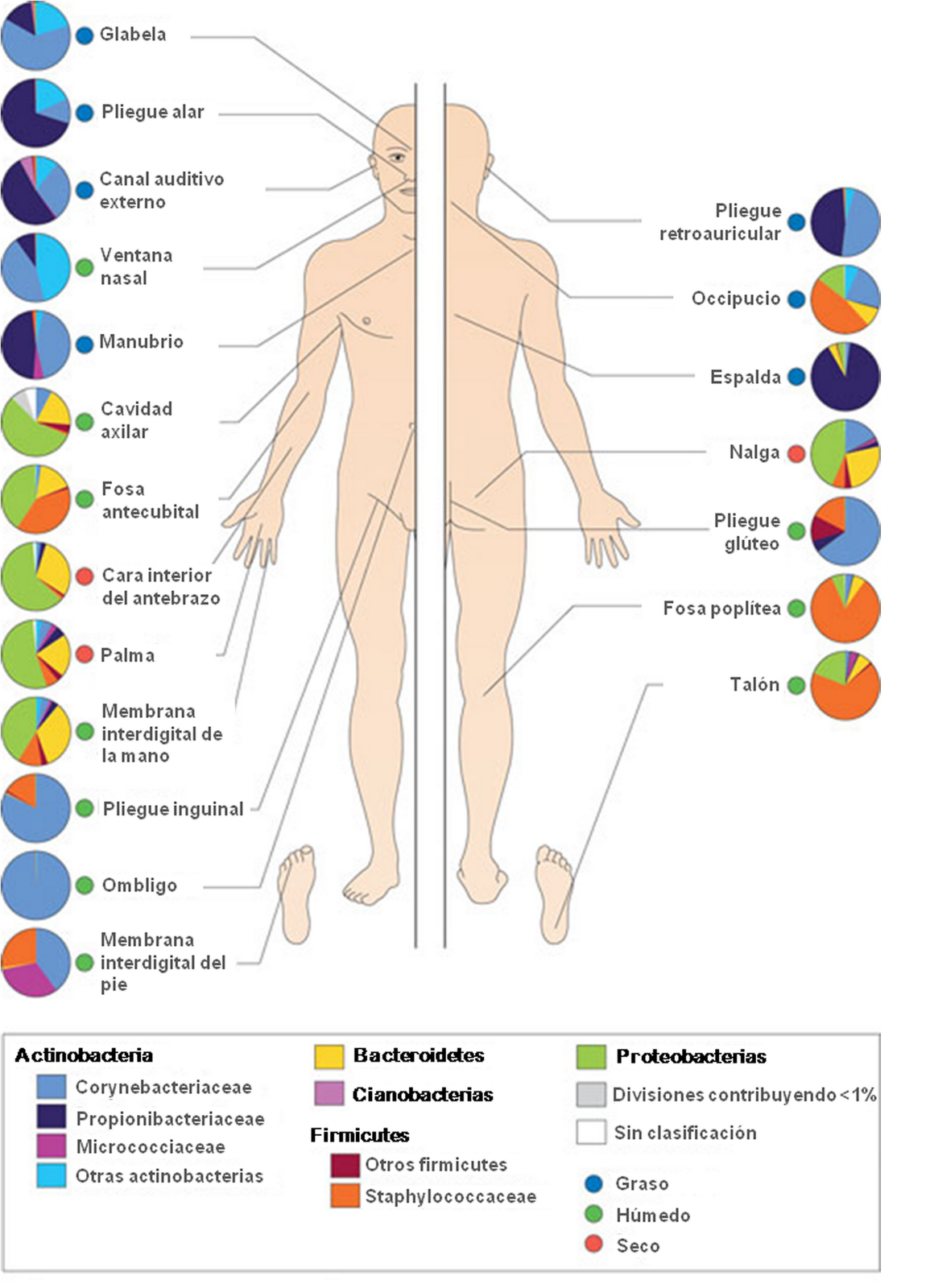 Una ilustración de ejemplos de comunidades microbianas y sus composiciones en diferentes partes del cuerpo.