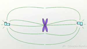 Ilustración de microtúbulos