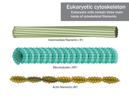 microfilamentos