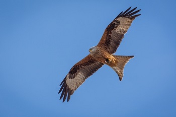 Cometa roja