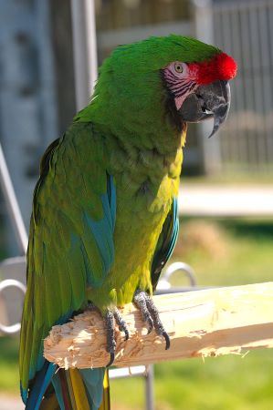 Foto de un guacamayo militar de plumas verdes con un parche de plumas rojas en la parte superior del pico.