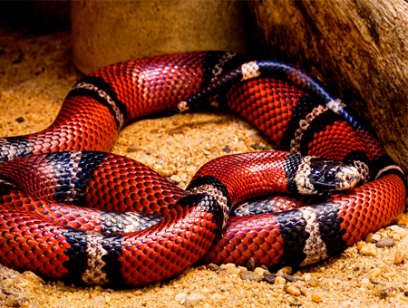 Una foto de una culebra lechera de Sinaloa