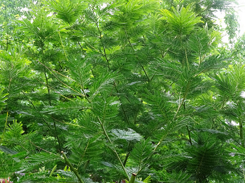 Algunas plantas, como esta mimosa, abren y cierran sus hojas según la hora del día.