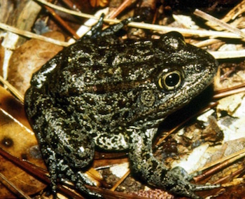 rana ardilla