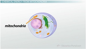 Mitocondrias en la celda