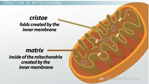 Membrana interna de las mitocondrias