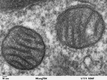 mitocondria