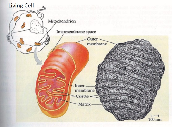 Mitocondria