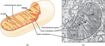 Imagen de microscopio de una mitocondria.