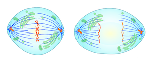 mitosis