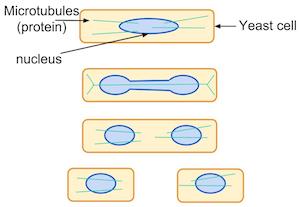 mitosis en levadura