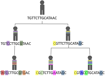Imagen que muestra a los humanos acumulando mutaciones a lo largo del tiempo