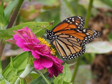 Fotografía en color de una mariposa monarca naranja, negra y blanca posada sobre una flor de zinnia rosa.