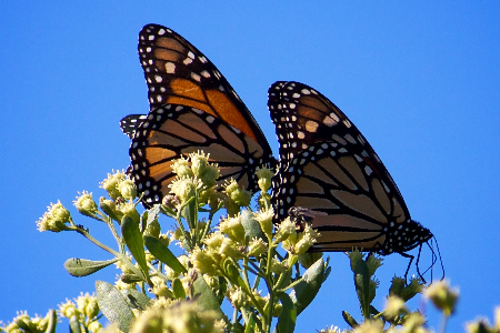 fotografía de dos mariposas monarca en la naturaleza