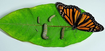 ciclo de vida de la mariposa monarca