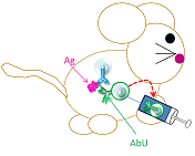 Los científicos extraen células B productoras de Ab