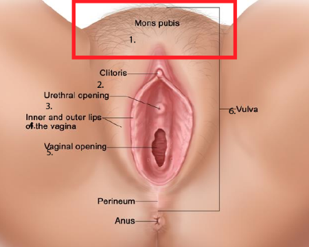 clítoris