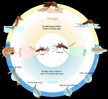 Ciclo de vida del mosquito