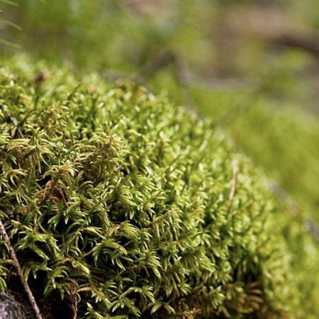 Un bosque de musgo verde ocupa toda la imagen. El fondo está desenfocado.