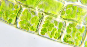 cloroplastos