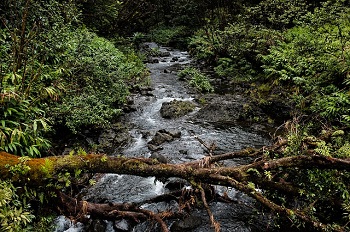 El agua dulce se puede encontrar en los arroyos de montaña.