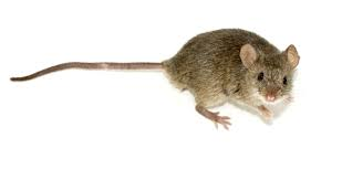 Cuando el gato no esté, los ratones jugarán