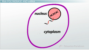 Diagrama de ARNm a citoplasma