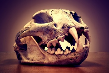 mtn_lion