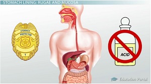 Propósito de la mucosa