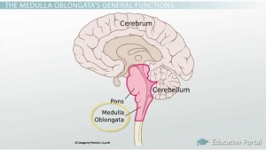 Ubicación de Mudulla Oblongata