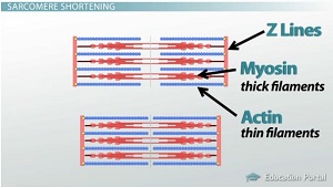 Diagrama de sarcómero muscular