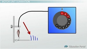 Estimulación muscular máxima