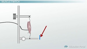 Estimulación de contracciones musculares