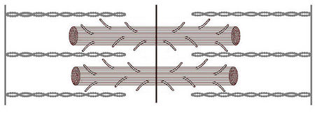 Fibras musculares alternas de actina y miosina.