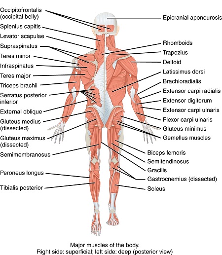 Vista posterior del sistema muscular
