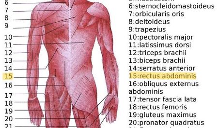 Diagrama a color que muestra y etiqueta numerosos músculos en el tronco y los brazos del cuerpo.