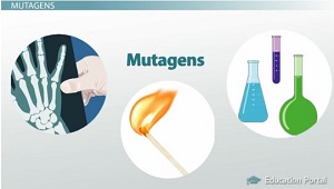 Ejemplos de mutágenos