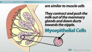 Diagrama de células mioepiteliales