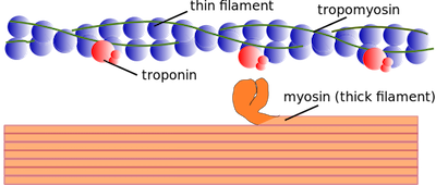 Diagrama de proteínas reguladoras y contráctiles en una célula muscular.