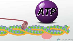 Miosina y ATP