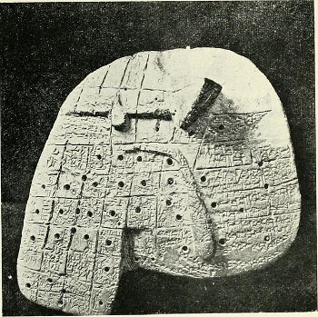 Modelo de hígado de oveja
