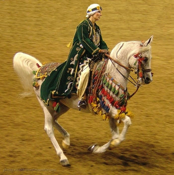 Un caballo árabe gris