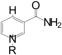 NAD +