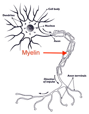 neurona