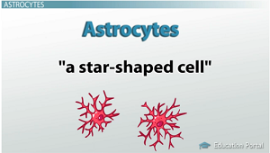 Células en forma de estrella
