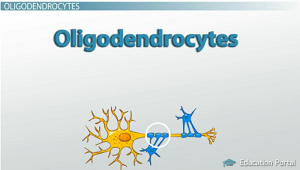 Oligodendrocitos