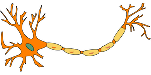 neurona
