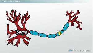 Comunicación neuronal
