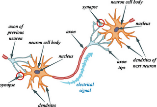 neurotransmisor