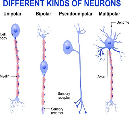 neuronas sensoriales